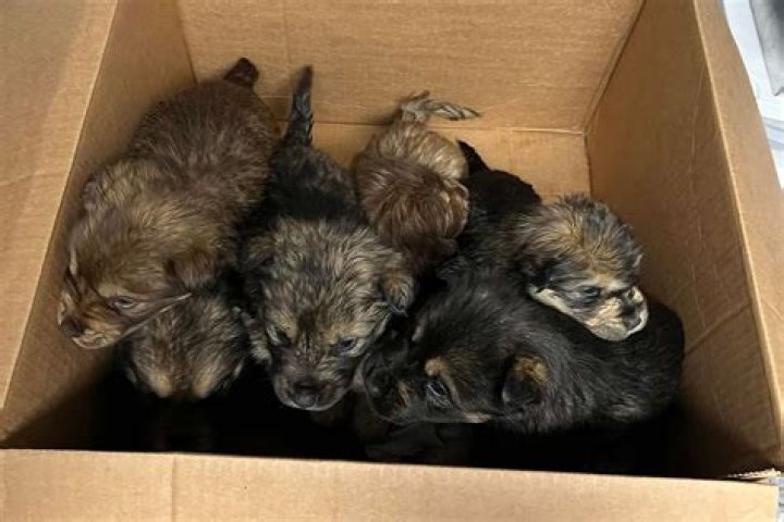 
Anonymous Caller Saves Puppies Abandoned in Box on Michigan Road During Storm 