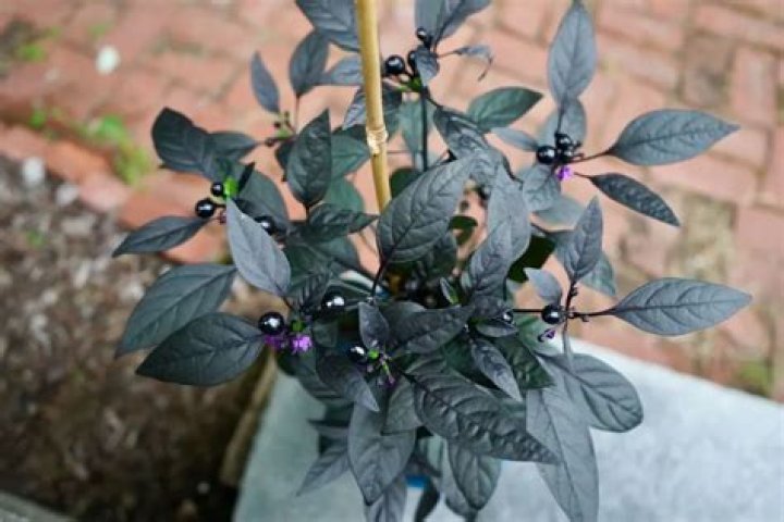 Are Black Pearl peppers edible?