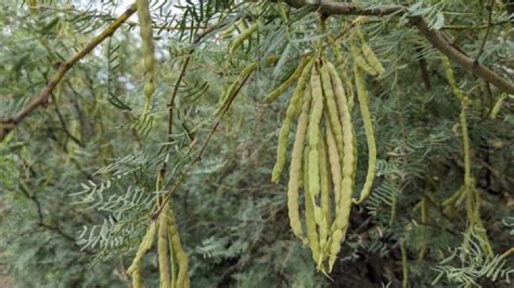 Are mesquite tree beans poisonous?