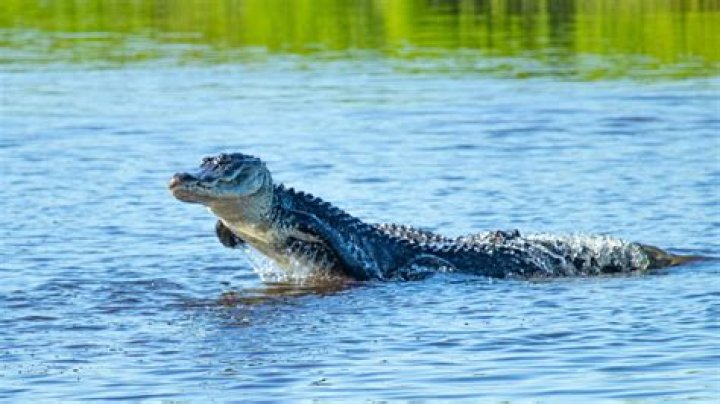 Are there alligators in West Point Lake?