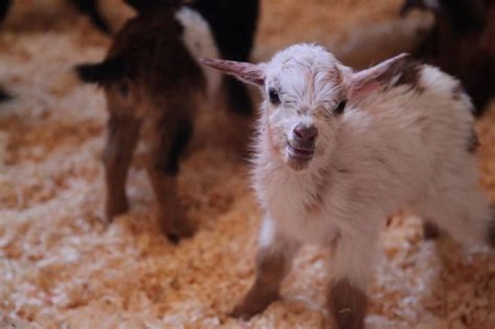 Baby Goats in PJs Frolicking in Colorful Onsies… YES! (Video)