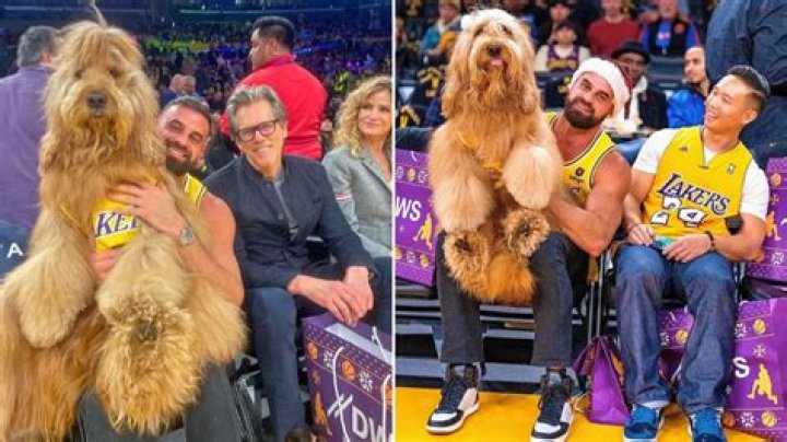 Brodie the Goldendoodle Stole the Show While Sitting Courtside at a L.A. Lakers Game