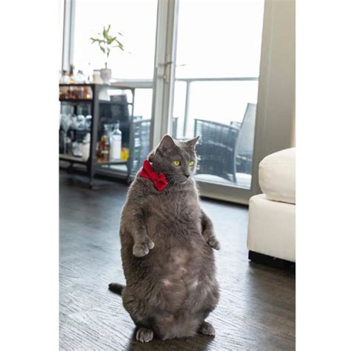 Bruno Bartlett: Thicc IG Cat Celeb Who Became a Viral Sensation