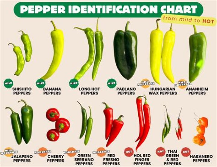 Can bell peppers hurt your stomach?