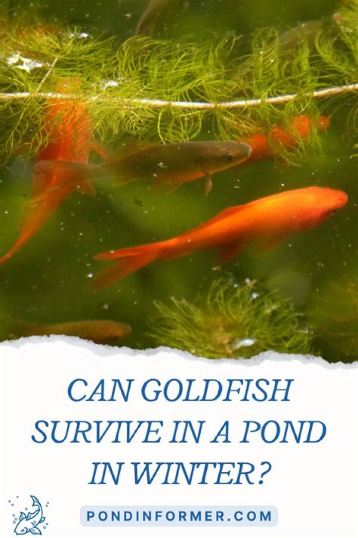 Can fancy goldfish survive in a pond?