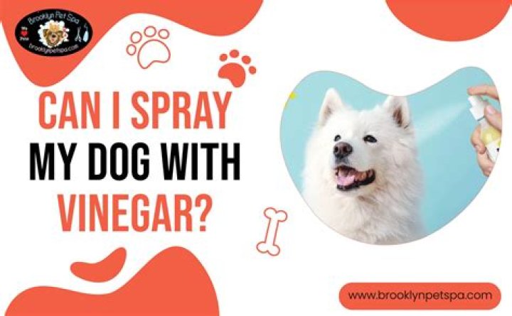 Can I spray white vinegar on my cat?