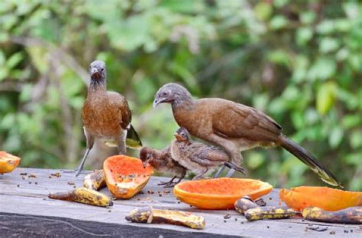 Can you eat chachalaca?
