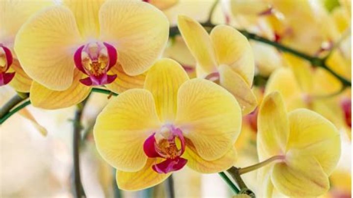 Can you eat Phalaenopsis orchids?