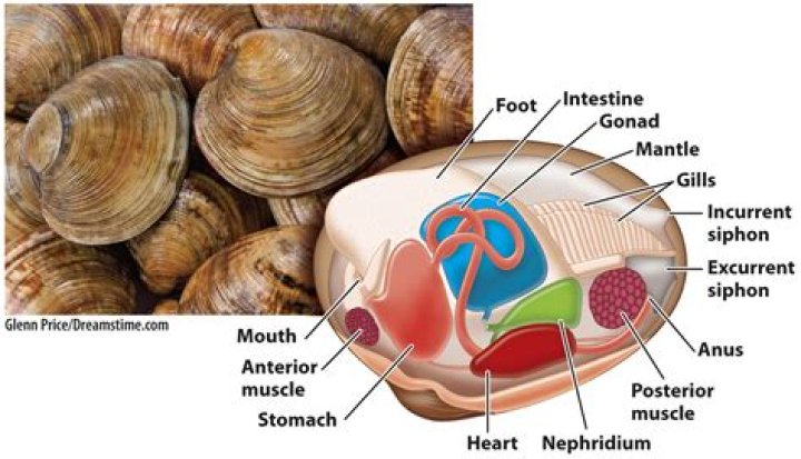 Do clams have hearts?