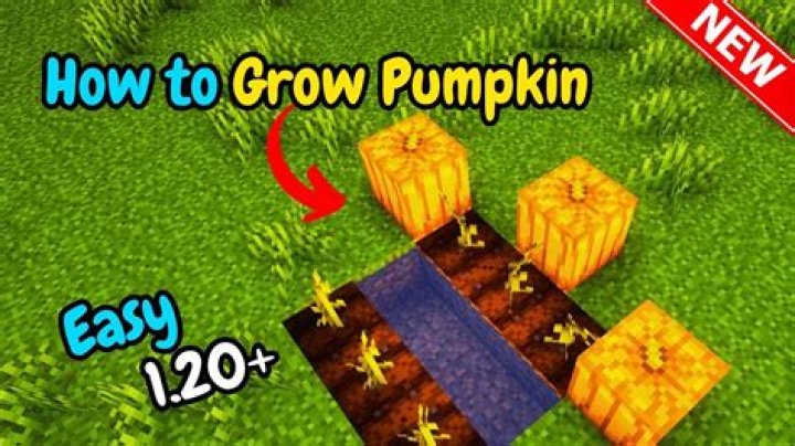 Do Pumpkins need light to grow Minecraft?