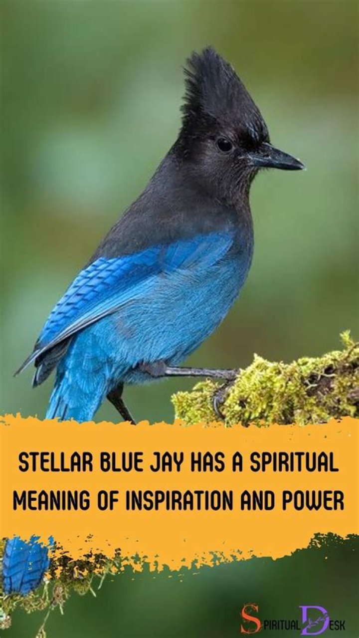 Do Stellar Blue Jays migrate?