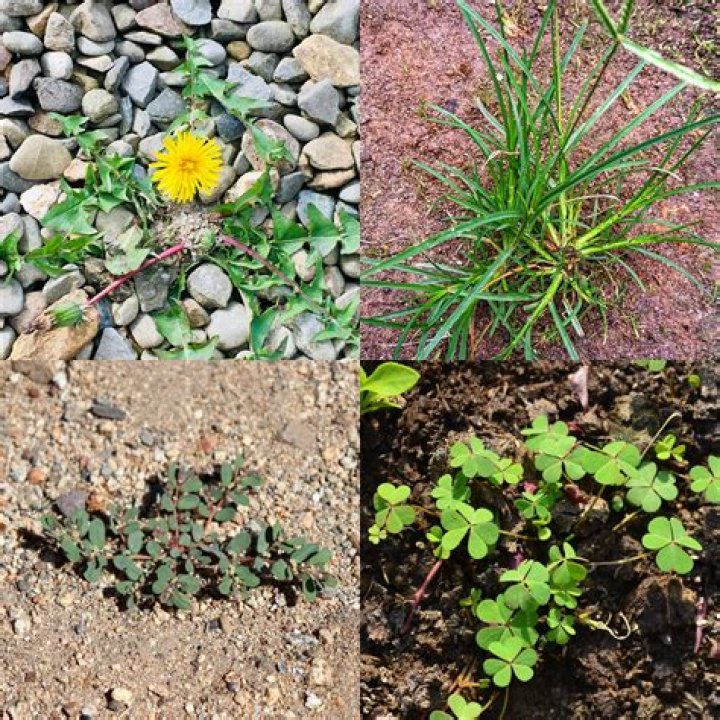 Does lava rock prevent weeds?