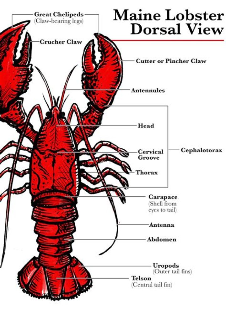 Does lobster have poop?