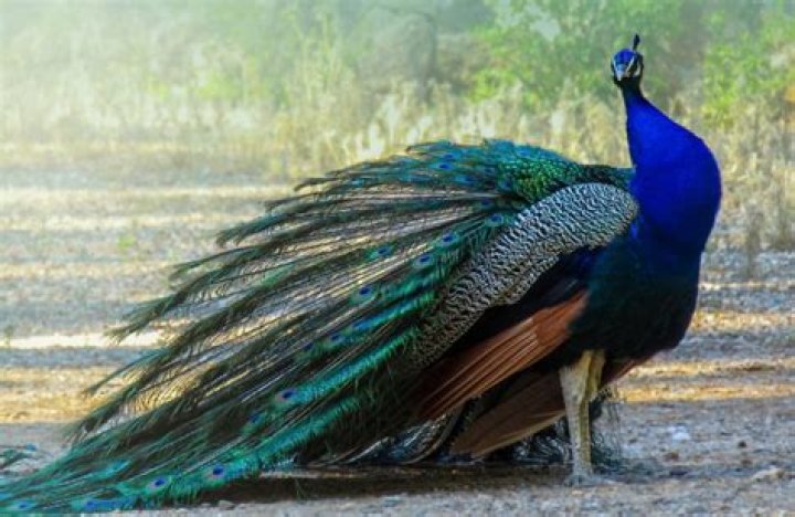 Does Michigan have wild peacocks?