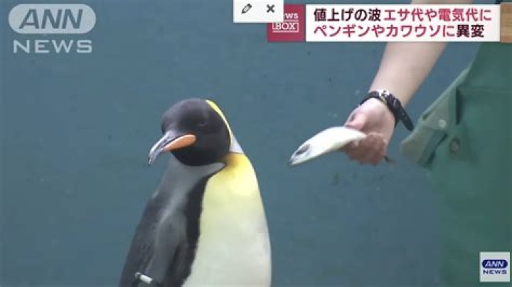 Fishflation: Penguins at Japanese Aquarium refuse to eat cheaper fish
