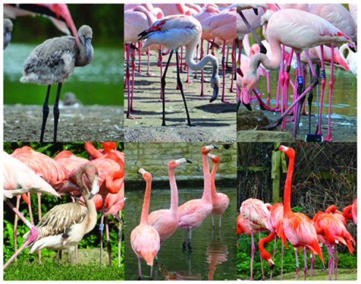 Flamingo - Age, Family, Bio