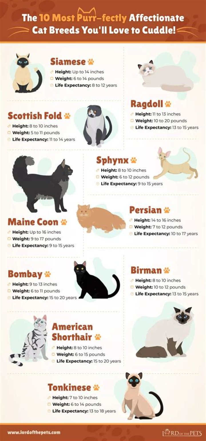 Gemma Chan & Dominic Cooper have ‘the most affectionate cat in the world’