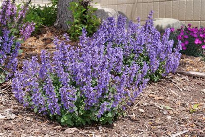 How big does catmint grow?