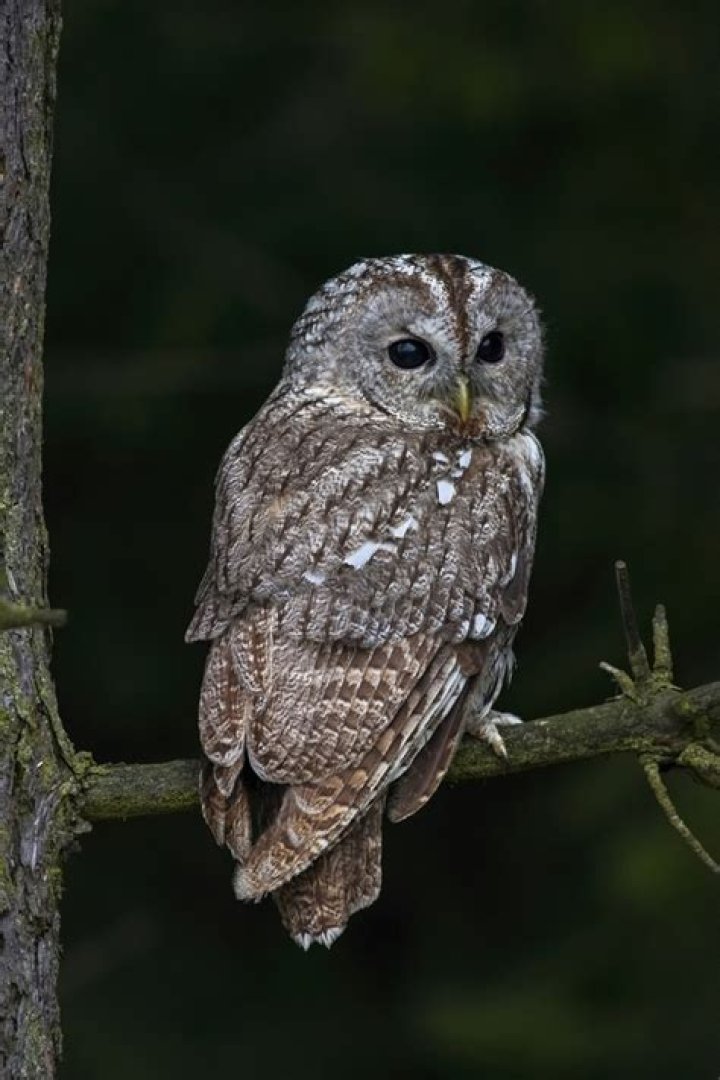 How can an owl turn its head?
