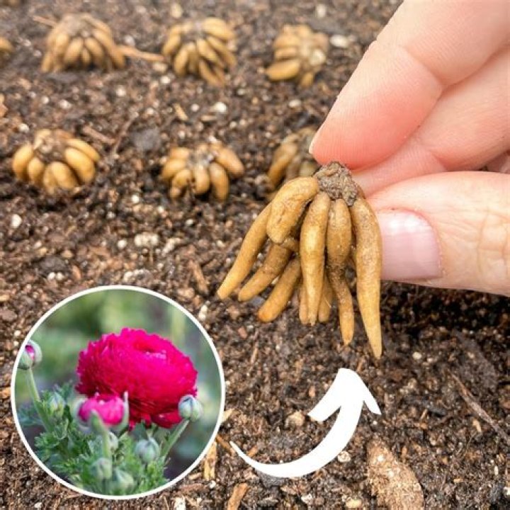 How do I pre sprout ranunculus?