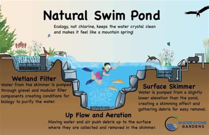 How do natural ponds form?