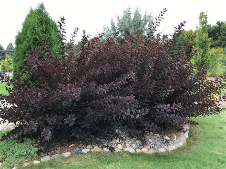 How do you prune Ninebark little devil?