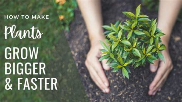 How fast do weigela plants grow?