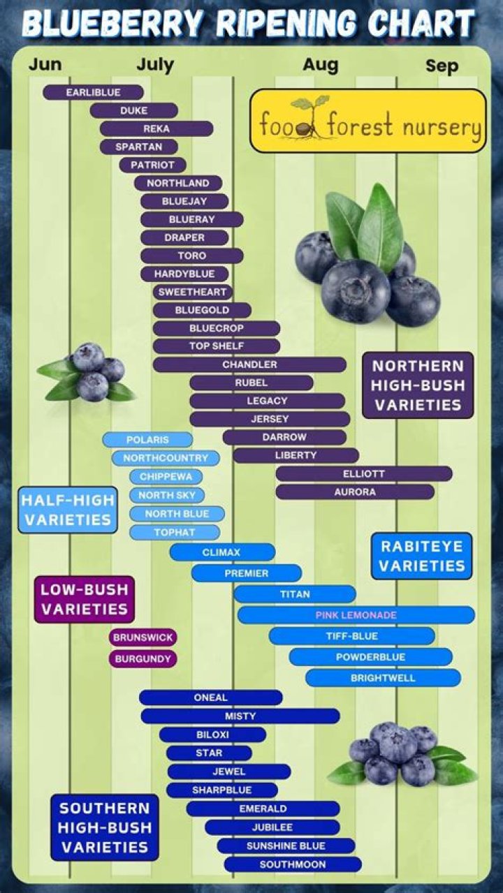 How long does it take for a blueberry to ripen?