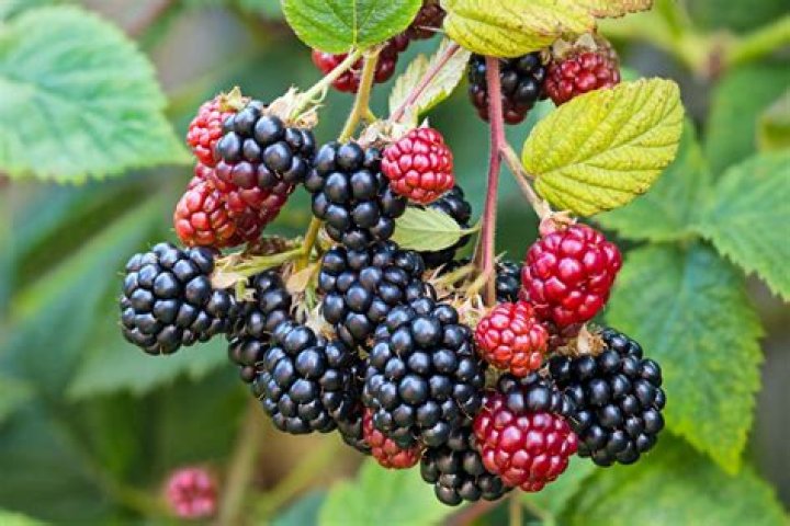 How long does it take for blackberries to go from red to black?