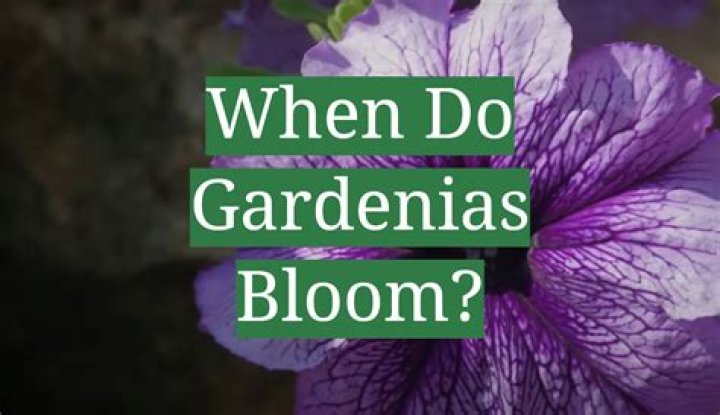 How often does a gardenia bloom?