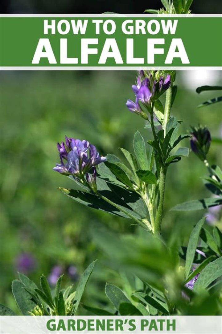 How quickly does alfalfa grow?