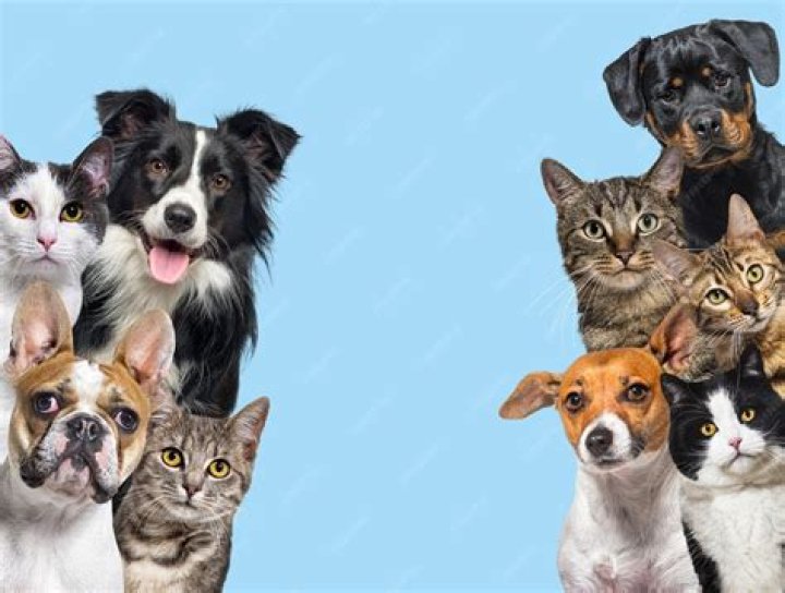 Interactive art has gone to the dogs (and cats!) at this live pet-only exhibition