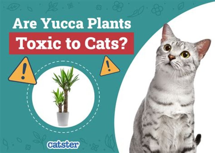 Is a cheese plant poisonous to cats?