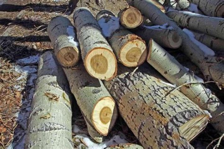 Is catalpa wood good for firewood?