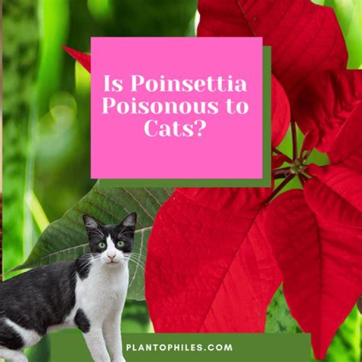Is Christmas tree water poisonous to cats?