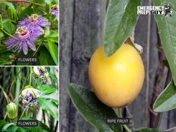 Is passion fruit the same as maypop?