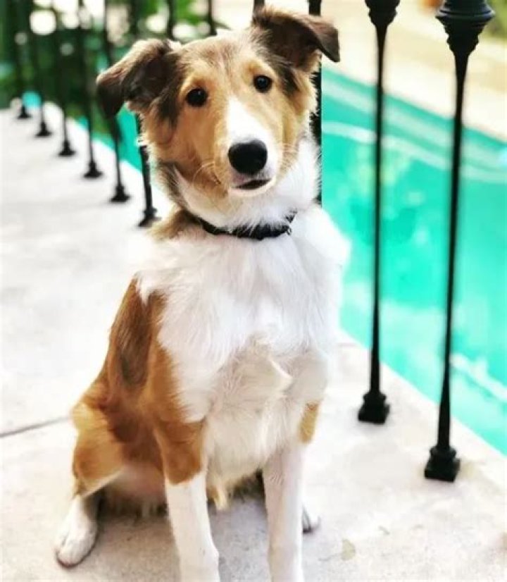 Jessica Paré Pets - Celebrity Pets