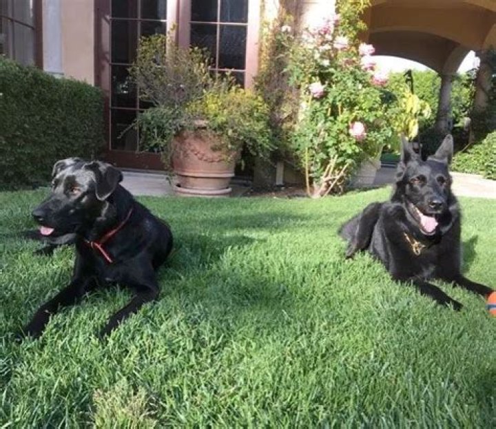 Kimora Lee Simmons Pets - Celebrity Pets