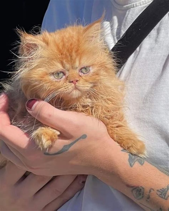 Nima Benati Pets - Celebrity Pets