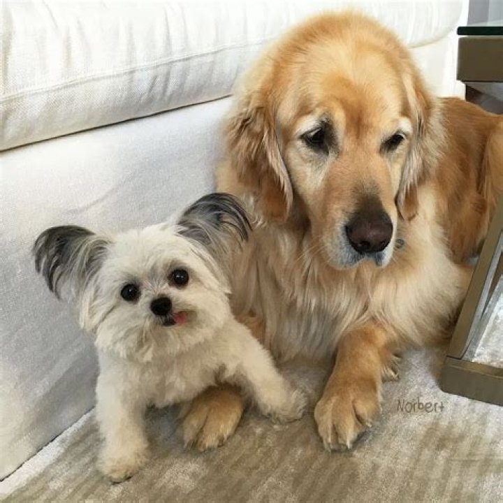Norbert the 3lb therapy dog brings smiles to sick kids