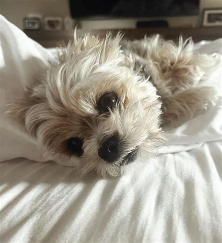 Robbie Amell Pets - Celebrity Pets