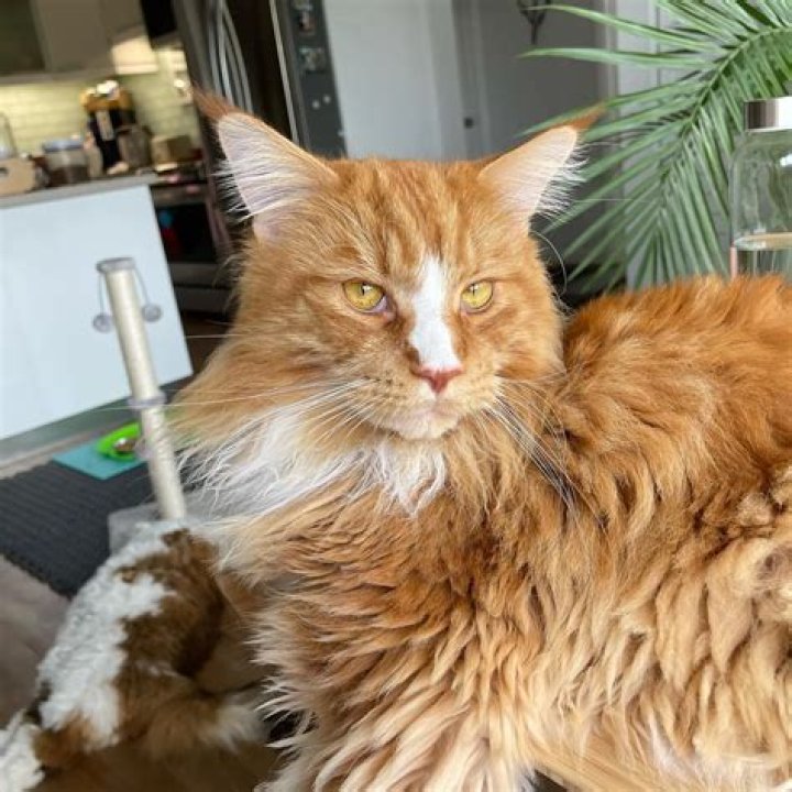 Samson The Cat (Catstradamus), a Maine Coon, Biggest Cat from the Big Apple