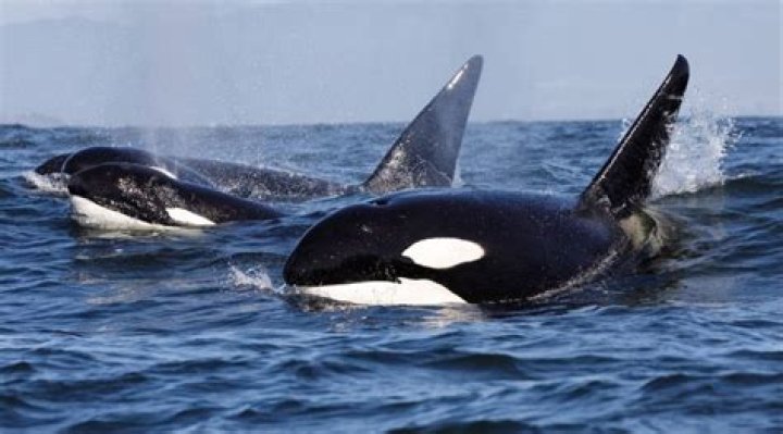 Sheila Fuster - Age, Family, Bio