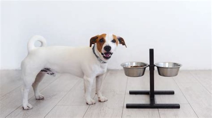 Should dog bowls be elevated?