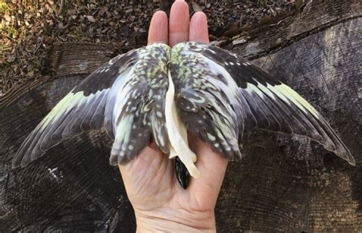 The Real Wings - Age, Family, Bio