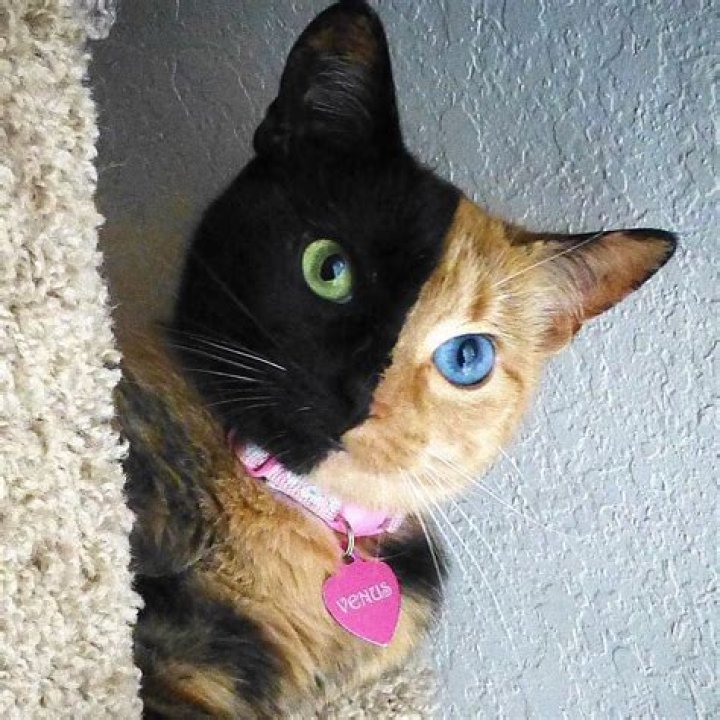 Venus the two-faced Chimera Cat is a Biological Miracle and also Instafamous