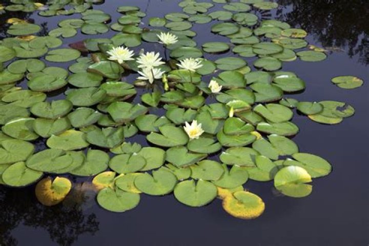 What adaptations do water lilies have?