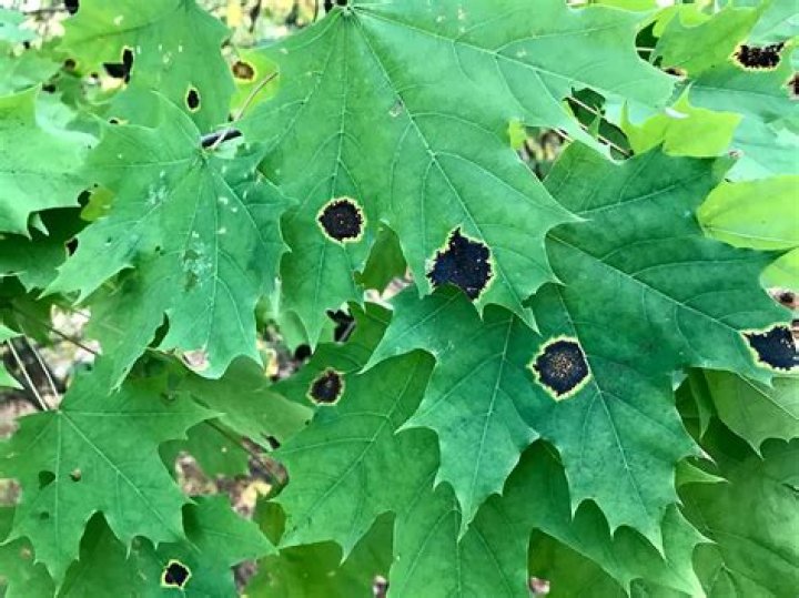 What are the black spots on my silver maple tree leaves?