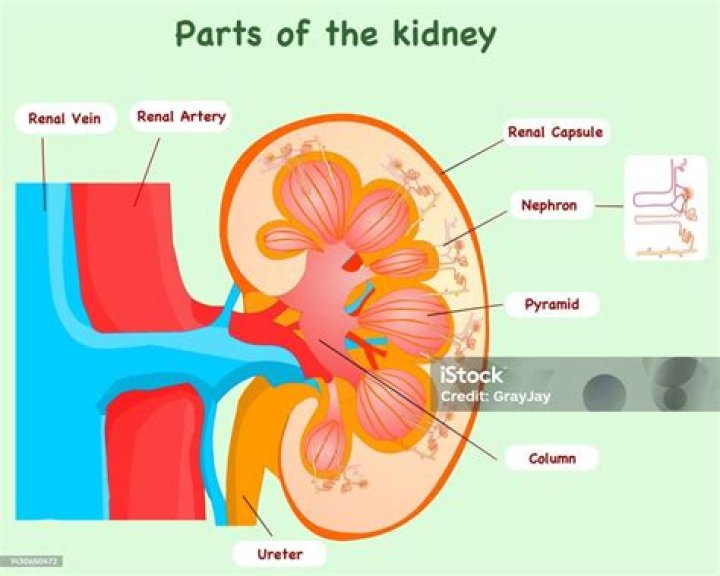 What are the functional units of the kidney?