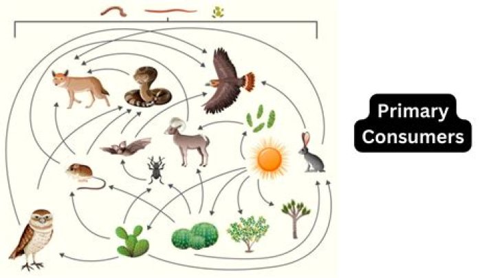 What are the primary consumers in the pine forest ecosystem?